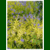 Caryopteris x clandonensis Worcester Gold - Kariopteris Worcester Gold