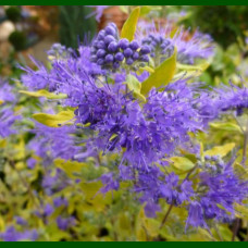 Caryopteris x clandonensis Worcester Gold - Kariopteris Worcester Gold