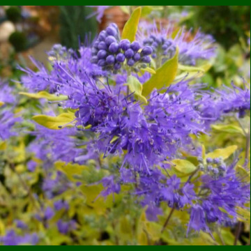 Caryopteris x clandonensis Worcester Gold - Kariopteris Worcester Gold