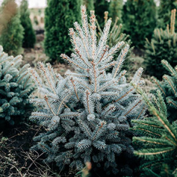 Evergreens Evergreens