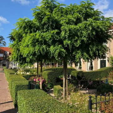 Listopadne biljke