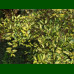 Elaeagnus pungens Maculata - Elaeagnus Maculata
