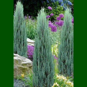 Juniperus scopulorum Blue Arow - Stubasta kleka Blue Arow
