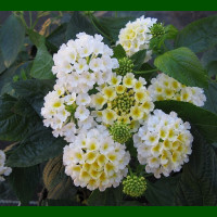 Lantana camara Snow White - Lantana Snow White
