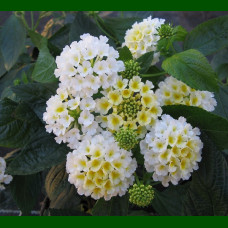 Lantana camara Snow White - Lantana Snow White