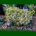 Euonymus Emerald Gold - Zlatni evunimus