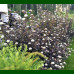 Physocarpus opulifolius Diabolo - Fizokarpus Diabolo