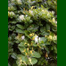 Lonicera japonica - Orlovi nokti