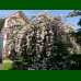 Kolkwitzia amabilis Pink Cloud - Kolkvitcija Pink Cloud