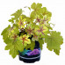 Heuchera Alabama Sunrise - Hojhera Alabama Sunrise