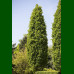 Quercus robur Fastigiata - Stubasti hrast
