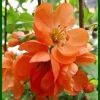 Chaemoneles  Orange Trail - Narandžasta japanska dunja
