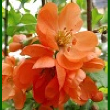 Chaemoneles  Orange Trail - Narandžasta japanska dunja