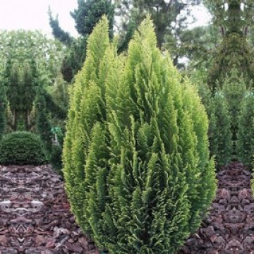 Chamaecyparis Lawsoniana Ellwoods Empire - Čempres Ellwoods Empire