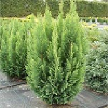 Chamaecyparis Lawsoniana Ellwoods Empire - Čempres Ellwoods Empire
