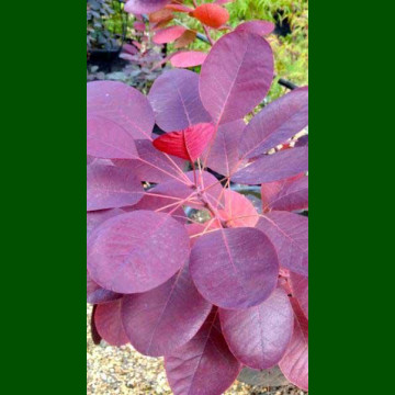 Cotinus coggygria Royal Purple - Purpurni ruj Royal Purple