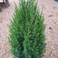 Juniperus chinensis Stricta - Kupasta kleka Stricta