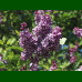 Syringa vulgaris Sensation - Baštenski jorgovan Sensation