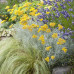 Helichrysum italicum - Smilje