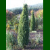 Buxus - Šimšir stubasti