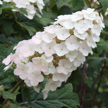 Hydrangea quercifolia Snow Queen - Hrasnolisna hortenzija Snow Queen