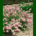 Ceanothus pallidus Marie Simon - Kalifornijski jorgovan