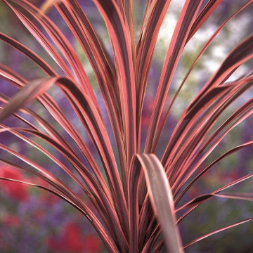 Cordyline southern Splendour - Novozelandska palma