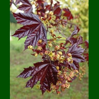 Acer platanoides Crimson King - Crvenolisni javor Crimson King