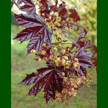 Acer platanoides Crimson King - Crvenolisni javor Crimson King