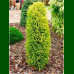 Juniperus communis Gold Cone - Piramidalna kleka Gold Cone