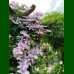 Clematis Pink Fantasy - Klematis Pink Fantasy
