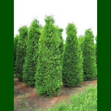 Thuja occidentalis Columna