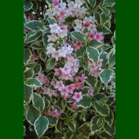 Weigela florida Variegata - Šarenolisna vejgela Variegata