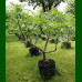 Ficus carica Zöld Óriás - Smokva zeleni Džin