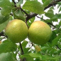 Jabuka Mucu