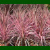 Cordyline southern Splendour - Novozelandska palma