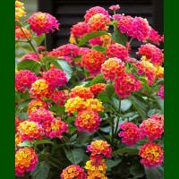 Lantana camara Feston Rose - Lantana Feston Rose