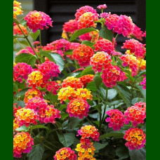 Lantana camara Feston Rose - Lantana Feston Rose