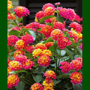 Lantana camara Feston Rose - Lantana Feston Rose