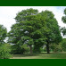 Acer pseudoplatanus - Gorski javor