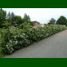 Pyracantha coccinea - Vatreni grm