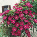 Clematis Rouge Cardinal - Klematis Rouge Cardinal