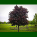 Acer platanoides Crimson King - Crvenolisni javor Crimson King