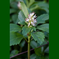 Pachysandra terminalis - Pahisandra