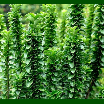 Euonymus japonicus Benkomasaki - Stubasti evonimus Benkomasaki