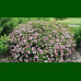 Spirea japonica Little Princess - Japanska spirea Little Princess