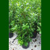 Prunus laurocerasus Novita - Lovor višnja Novita