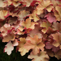 Heuchera Caramell - Hojhera Caramell