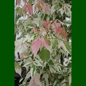 Acer negundo Flamingo - Šarenolisni javor