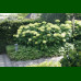 Hydrangea arborescens Annabelle - Hortenzija Annabelle